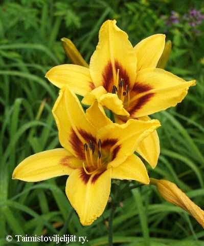  Hemerocallis Hybrida-Ryhm 'Bonanza'